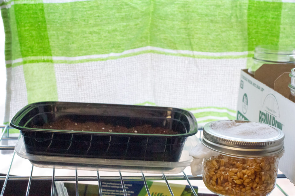 Sprouted seeds and the upcycled potting container