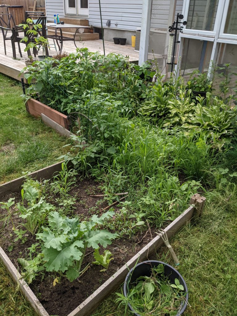 L shaped garden bed that is overgrown with weeds and untended veggies.